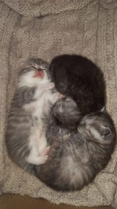 Вязка кот Шотландский вислоухий