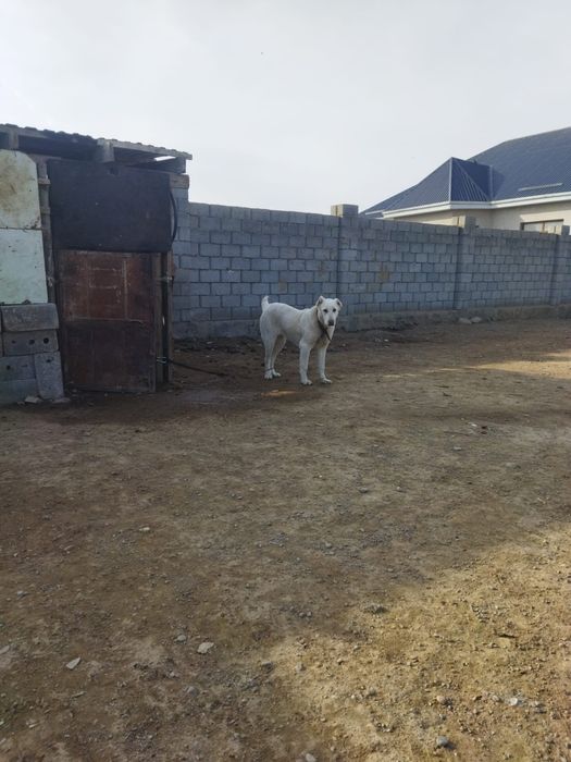 Исатай тайманов 34 уй