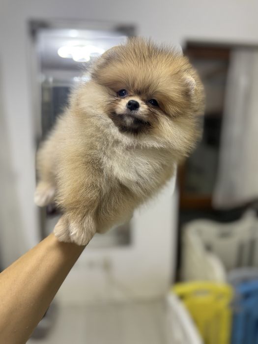Femela pomeranian fci pedigree