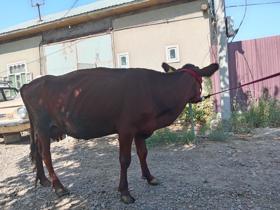 Eston sigir sotiladi.