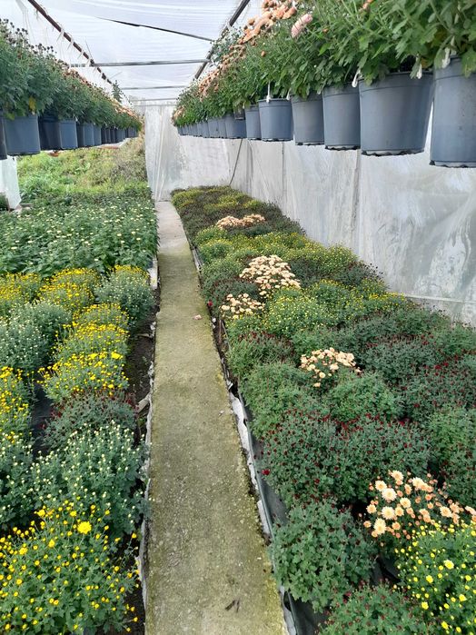 Crizanteme de toamna