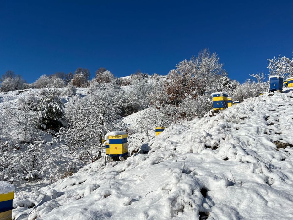 Пчелен манов мед