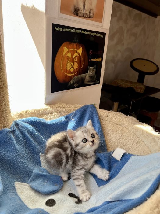 British shorthair black tabby