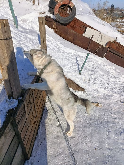 Продам молодую хаски!