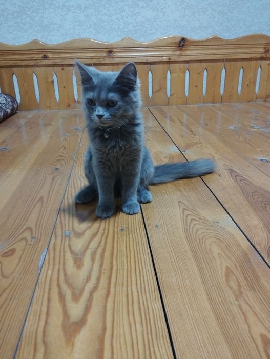 Scottish straight, erkak mushuk sotiladi.
Bu