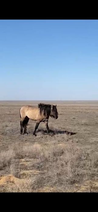 Дөнен айғыр сатылады