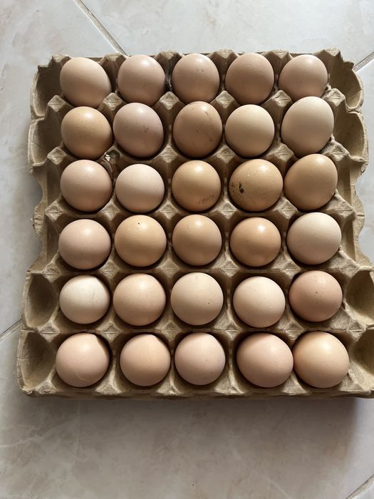 Яйца инкубационные брама, несушки