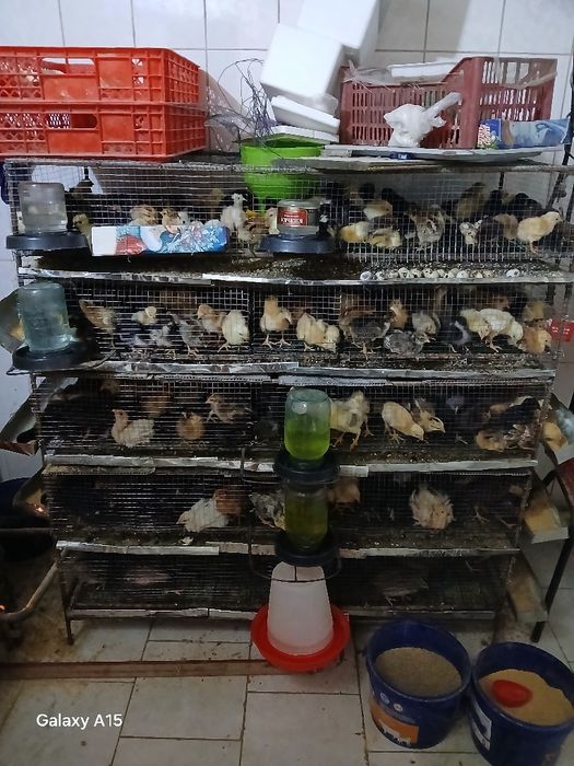 Domashni jo‘ja bor 10ming so‘m