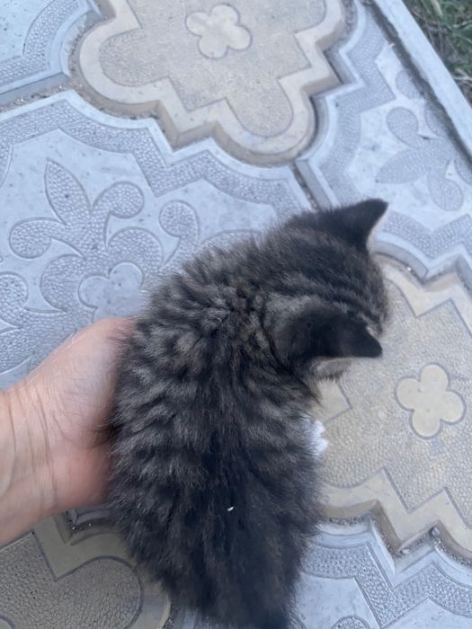 Котята, отец Британец