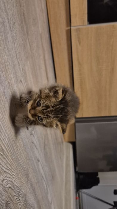 Женско котенце за осиновяване