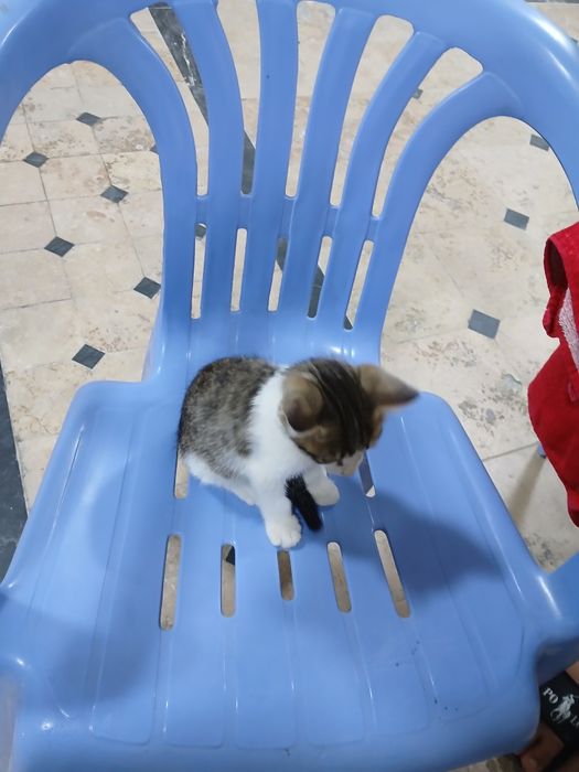 Отдам даром Котят.. Мушукчаларни яхши инсонларга бервораман