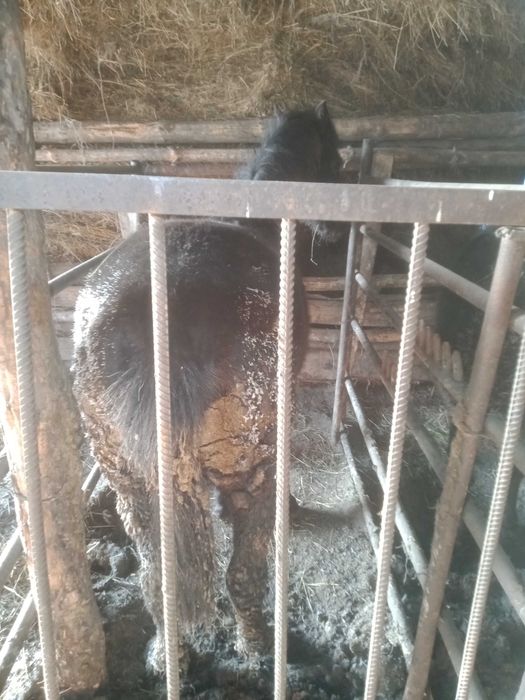 Продам тай с откорма