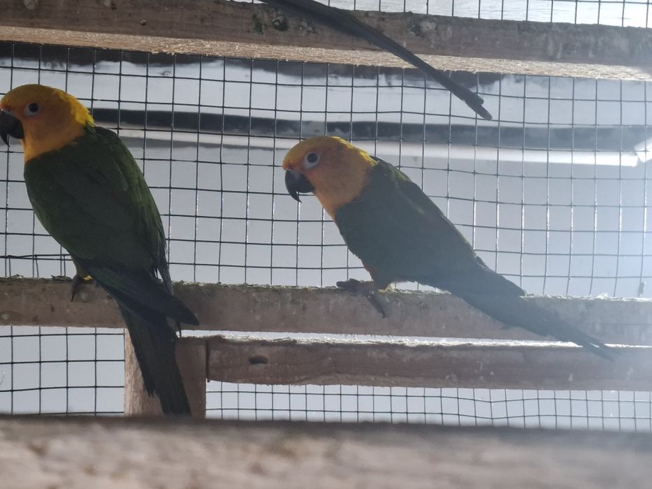 Papagali caique și aratinga jandaya