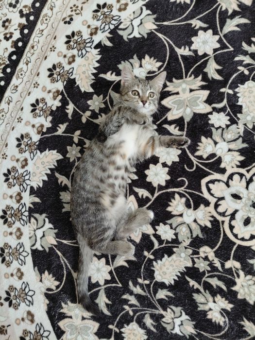 Отдам в добрые руки кошечку девочка