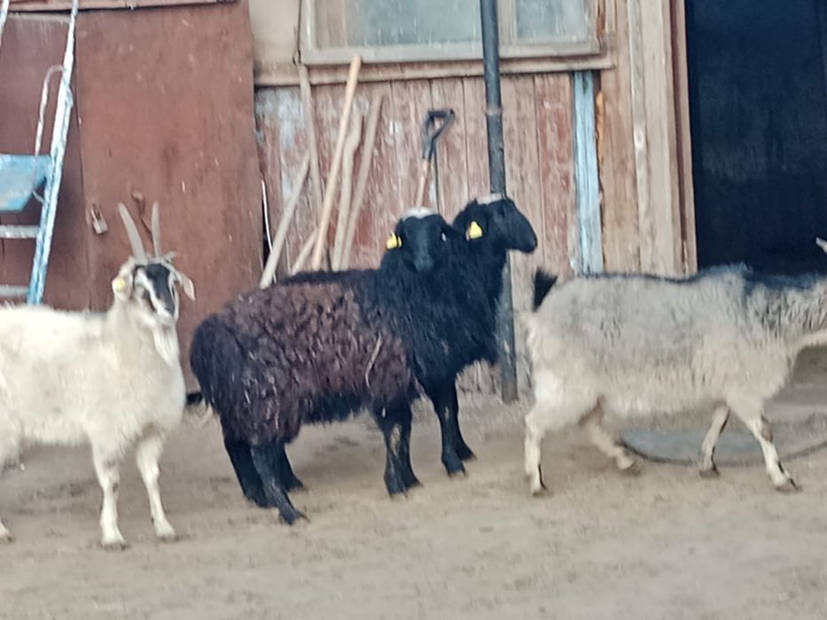 Продам овец и козлов