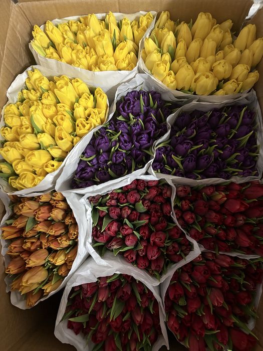 Тюльпаны голландские