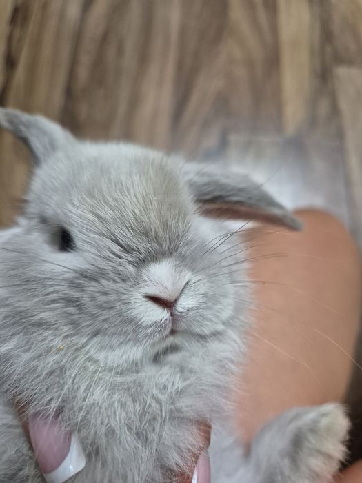 Кроличек минилоп