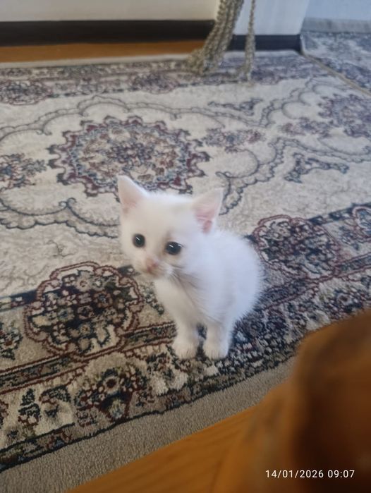 Скотш страйт битта эркак битта киз колди