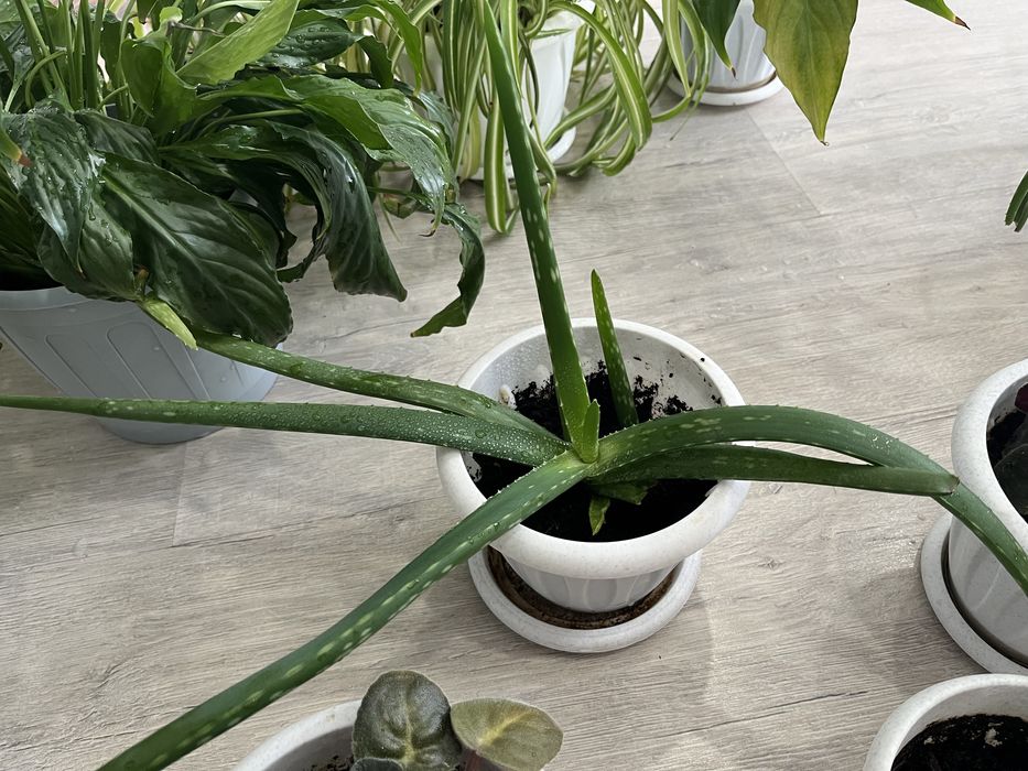 Продам цветы комнатные