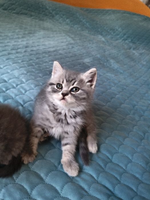 Британски котенца
