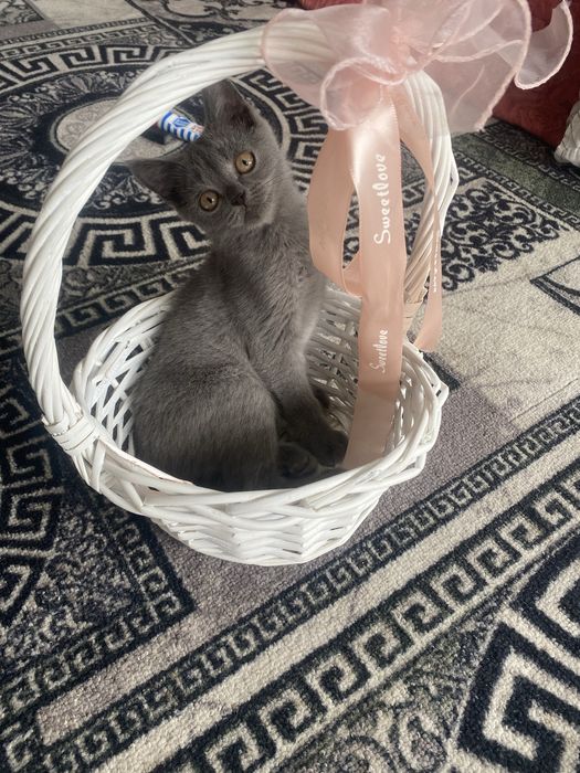 Отдам Котят даром в хорошие руки