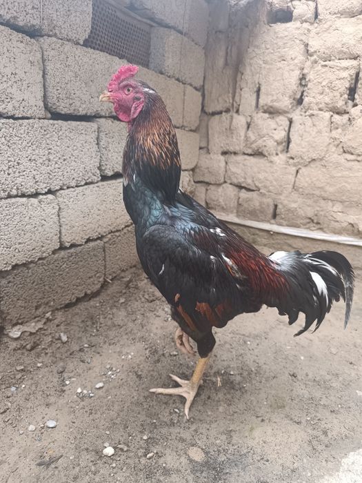 Дакан қораз сатлады