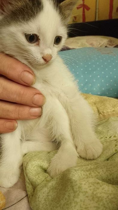 Отдадим котят в хорошие руки