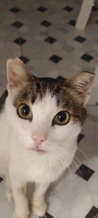 Котик в добрые руки