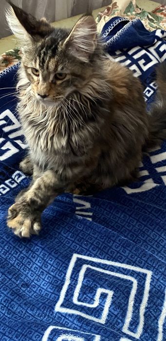 Кошки Мейн-Кун