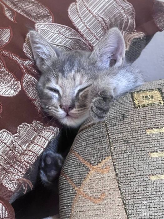 Котенок в добрые руки