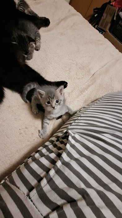 Отдам котят 1,5мес в хорошие руки девочки