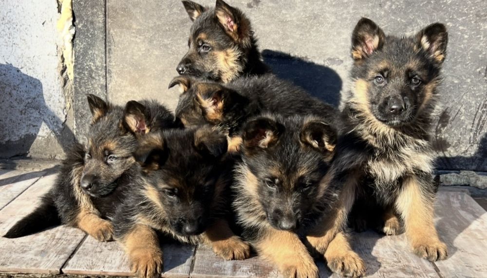Щенки немецкой овчарки