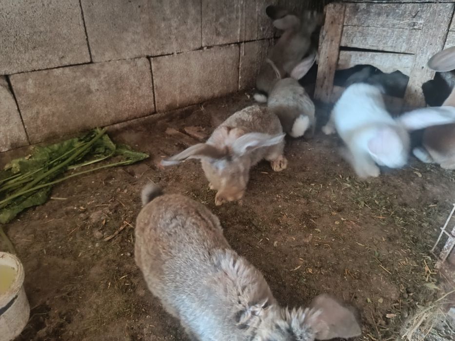 Кролики домашние