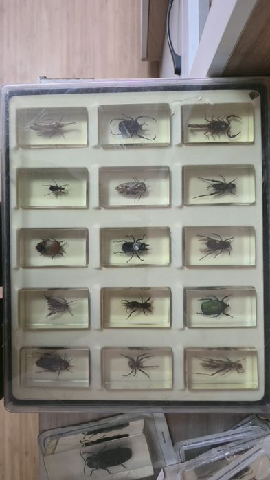 Продам коллекцию насекомых