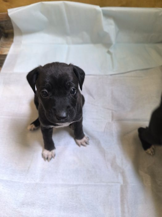 Две радостных пиратки!