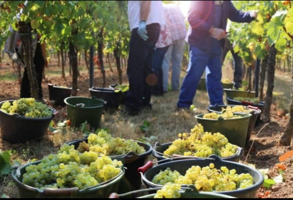 Vand struguri de vin