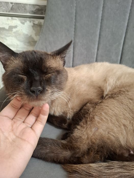 Отдам кота в добрые руки