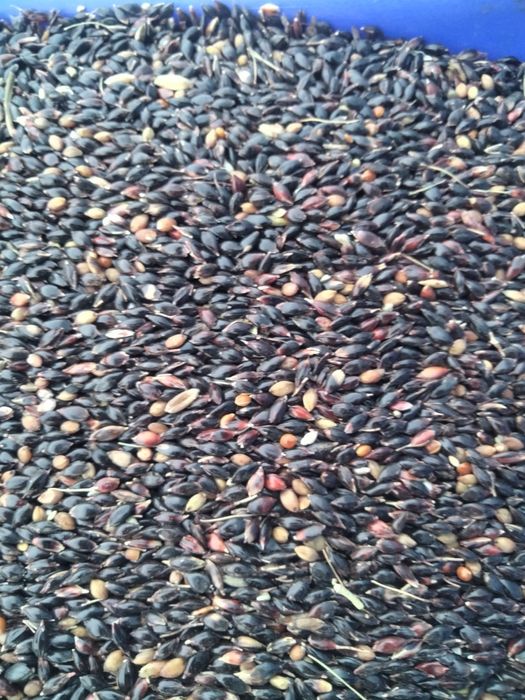 Продам семена суданки