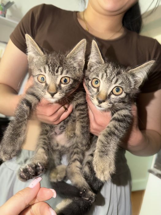 котята бесплатно, домашние