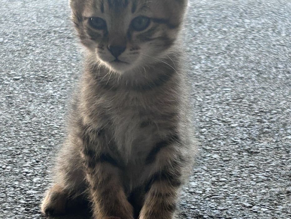 Отдам котят есть 5 котят