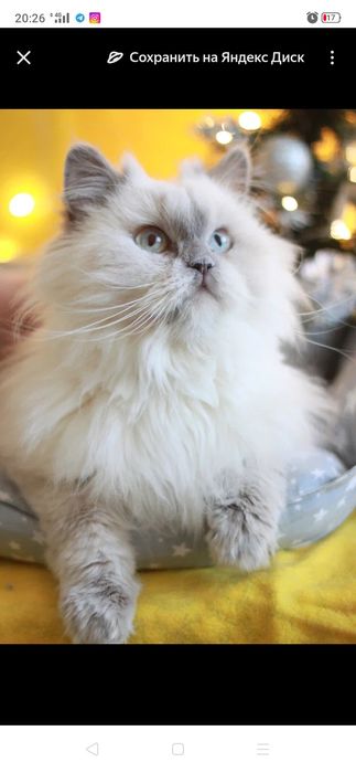 Очаровательная Бэль