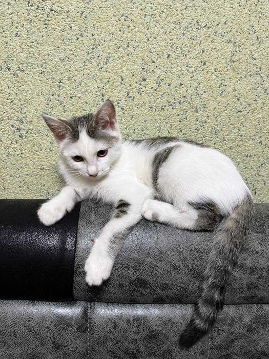 Отдам котенка/Mushukni beraman