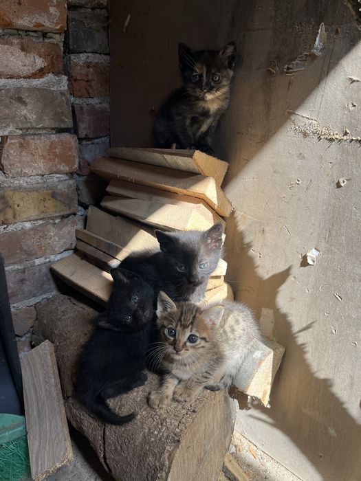 Подаравям малки котета