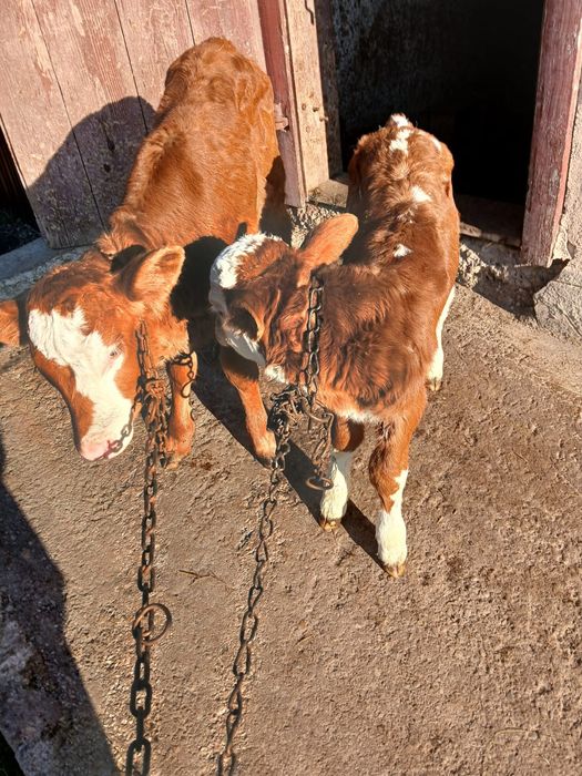 Vițele de vânzare !