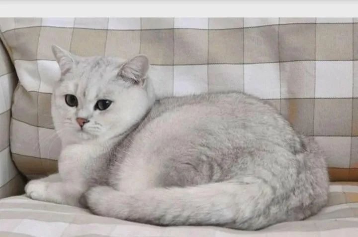 Вязка кота шиншиллы