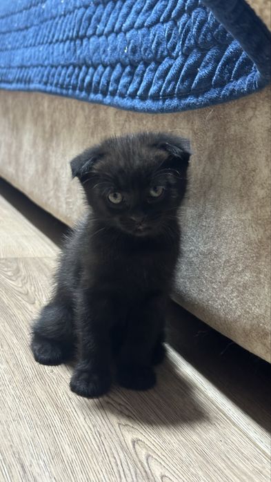 Отдам шотладских котят