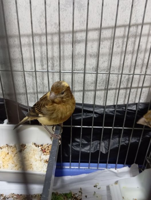 Kanareyka krasniydereva