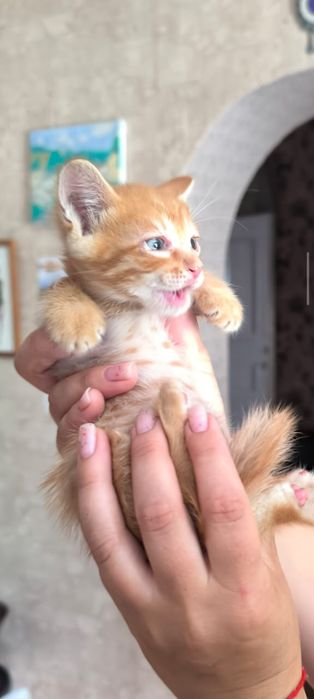 Отдам котят в добрые руки