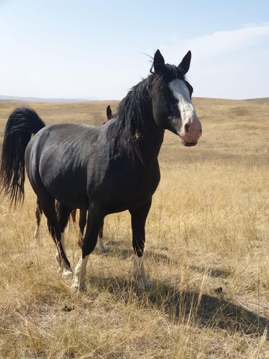 Еркек таи сатылады