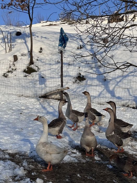 Vand gâste americane